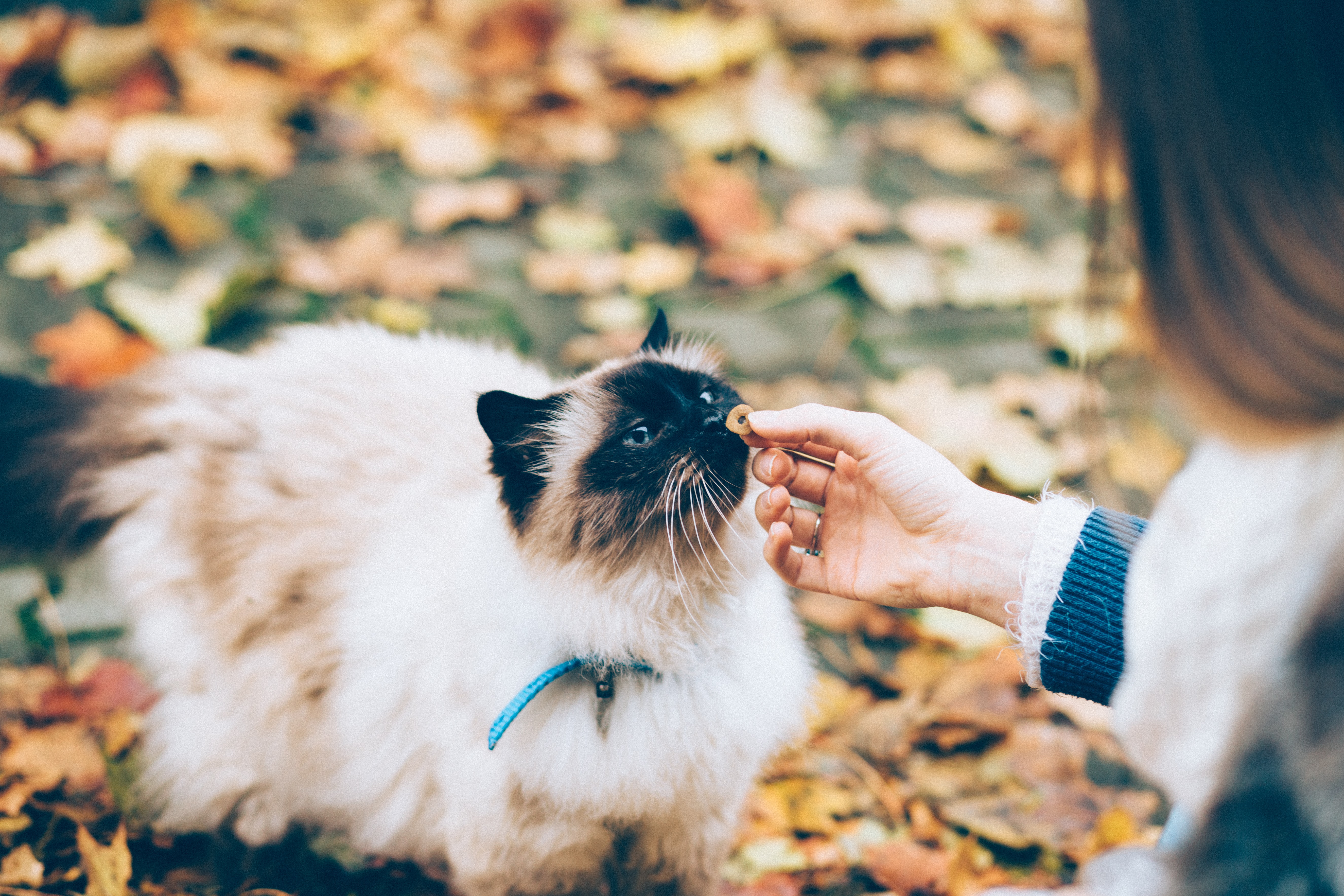 How to slow cat clearance eating