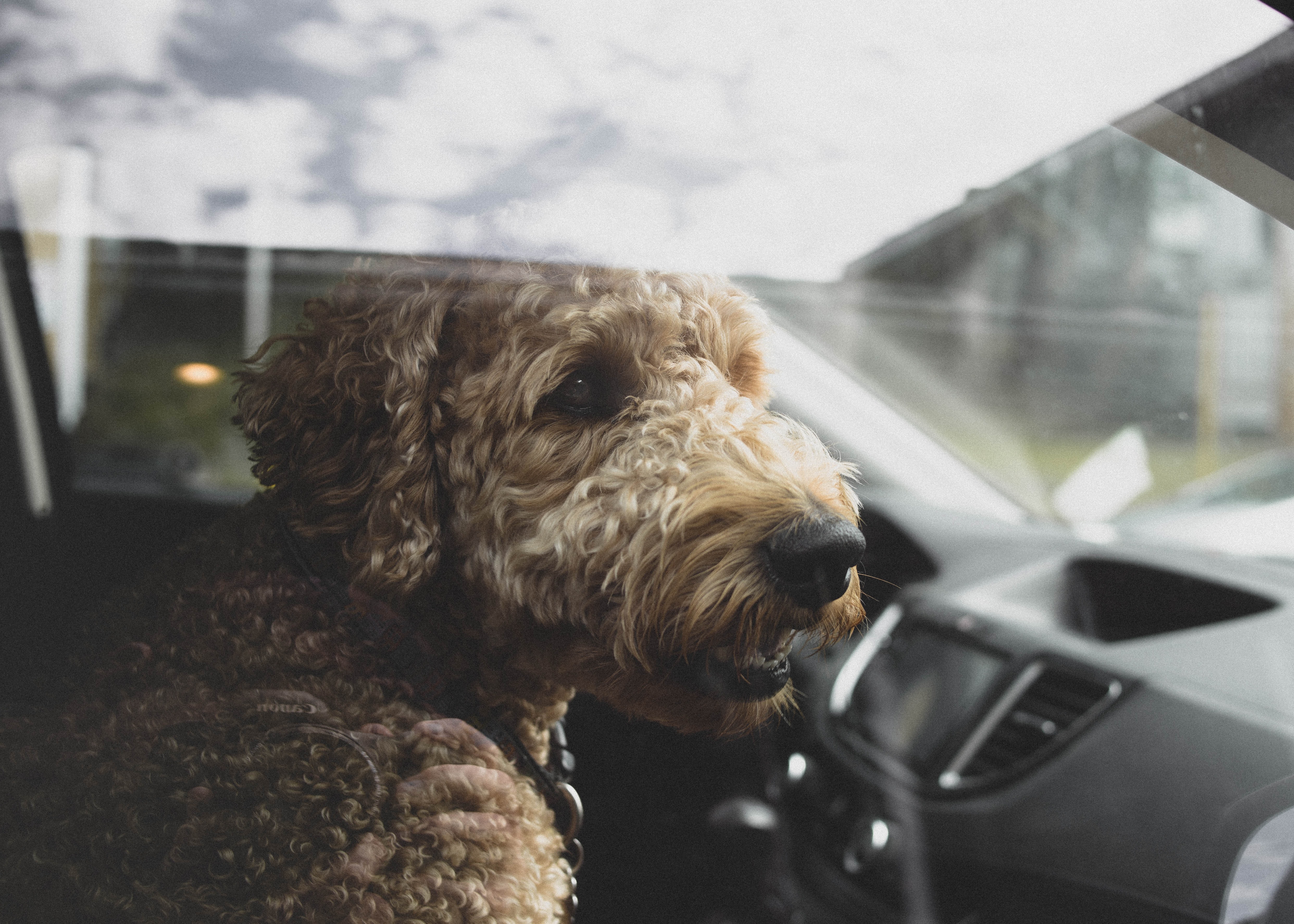 What to do if you see a dog in a locked car | Pawshake Blog