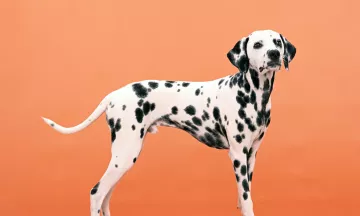 Dalmatian Dog Breed