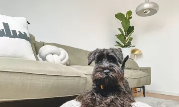 A dog on a foot rest