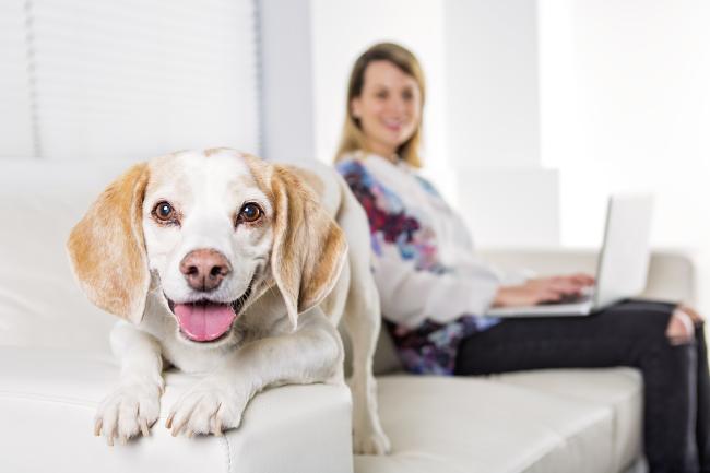 home comforts dog boarding