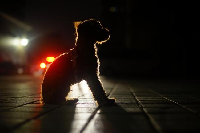 Dog walking safety lights best sale