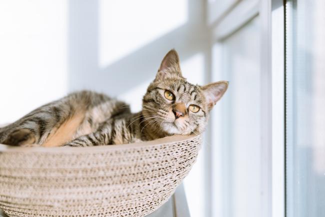 Cat relaxing in a basket