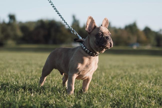 French Bulldog walking on a leash