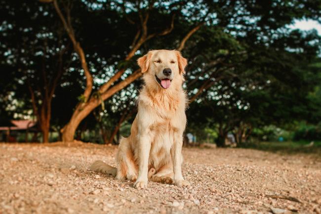 Golden retriever at the beach