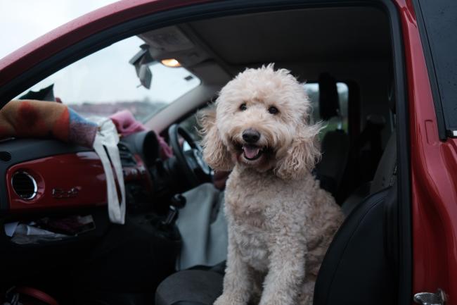 Poodle sitting in car with door open