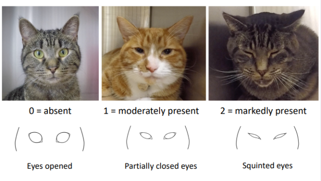 A cat body language guide | Pawshake Blog