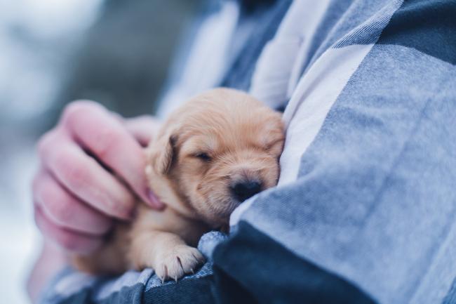 Puppy in owner's arms