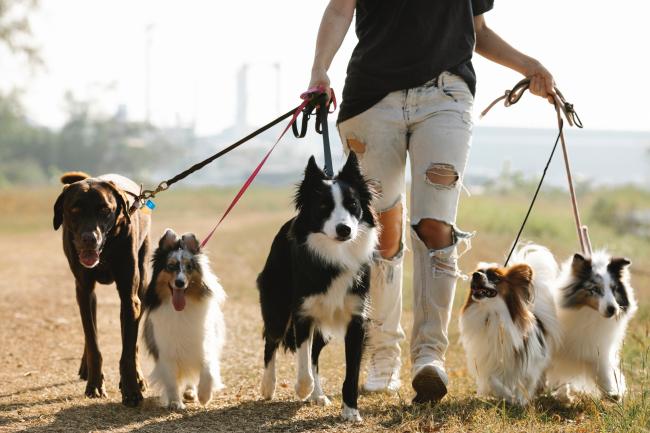 Pet sitter walking dogs