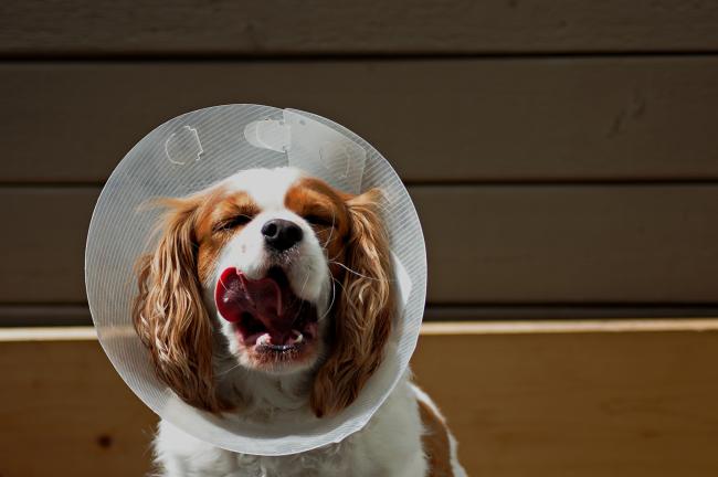 Dog in cone