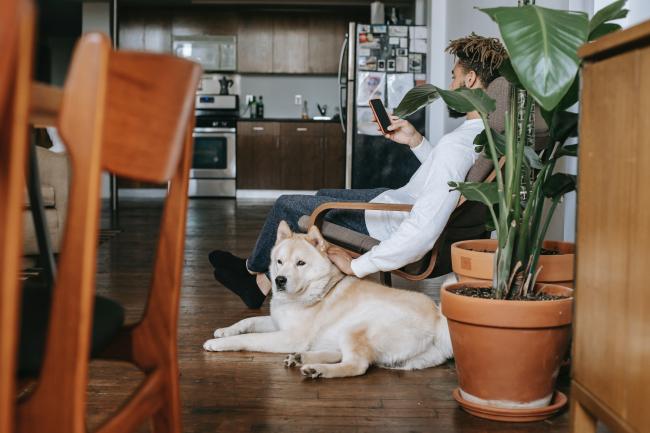 House sitter with dog