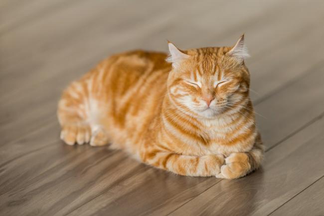 Ginger cat