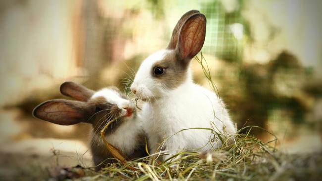 Rabbit Friends