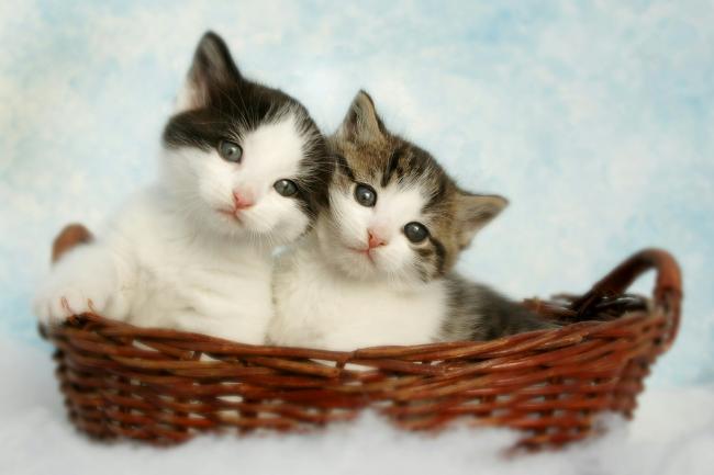 Kittens in a basket