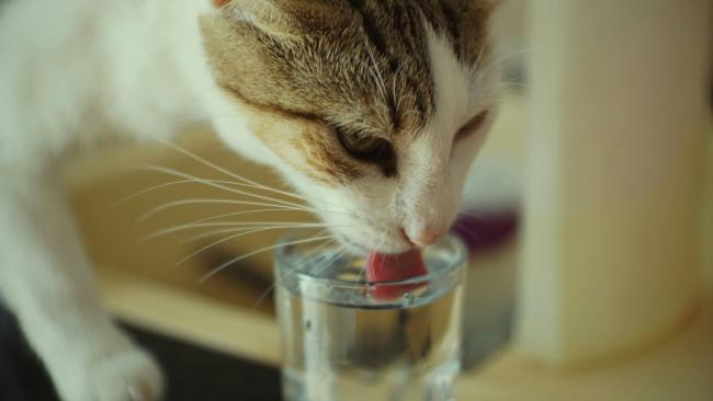 A cat drinking