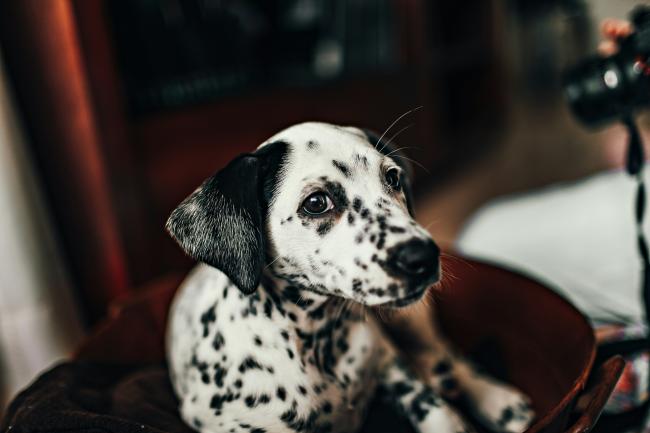 A Dalmation Puppy